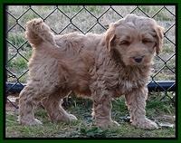 RR pups 7 wks old 111
