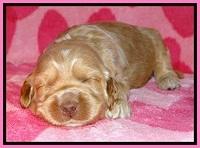 RR pups 2 wks old 171