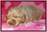 RR pups 2 wks old 181