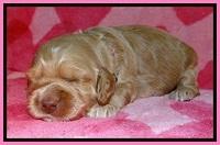 RR pups 2 wks old 191