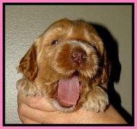 RR pups 2. 8 wks old141