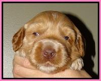 RR pups 2. 8 wks old151