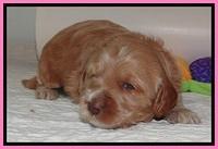 RR pups 2. 8 wks old191