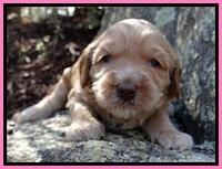 RR pups 3 weeks old 141