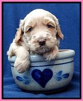 RR pups 4 weeks old 191