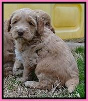 RR pups 4.5 wks old 131