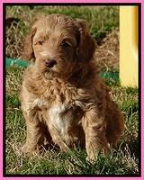 RR pups 5.5  wks old 1 1