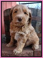 RR pups 5.5  wks old 3 1