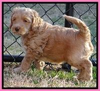 RR pups 5.5  wks old 4 1