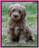 RR pups 6 wks old 142