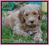 RR pups 6 wks old 221