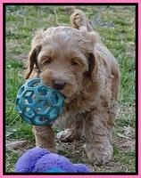 RR pups 6 wks old 231