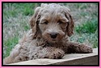 RR pups 7 wks old 151