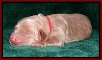 RR one day old 51