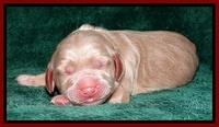 RR one day old 61