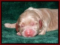 RR one day old 81