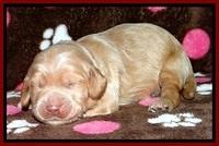 RR pups 1 week old 61