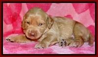 RR pups 2 wks old 61