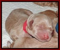 RR pups 2. 5 wks old11