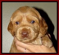 RR pups 2. 8 wks old11