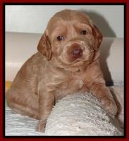 RR pups 2. 8 wks old31