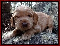 RR pups 3 weeks old 51