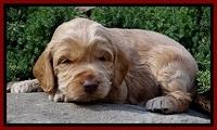RR pups 3 weeks old 71
