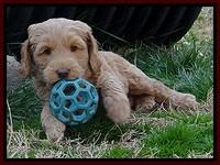 RR pups 6 wks old 251