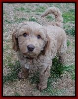 RR pups 7 wks old 251