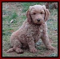 RR pups 7 wks old 261
