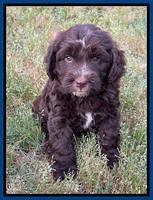 Rosie Gambler 6 wk old 321