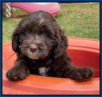 Rosie Gambler 7 wk old 421