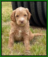 Rosie Gambler 5 WK OLD pups 151