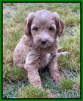 Rosie Gambler 5 WK OLD pups 171