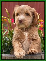 Rosie Gambler 6 wk old 211