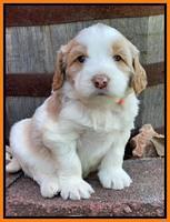 Rosie Gambler 4 WK OLD pups 161