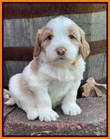 Rosie Gambler 4 WK OLD pups 191