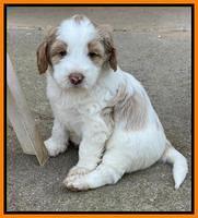 Rosie Gambler 5 WK OLD pups 241