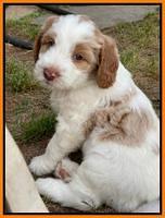 Rosie Gambler 7 wk old 651