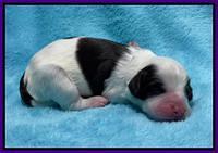 Rosie Gambler newborn pups 101