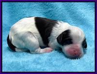 Rosie Gambler newborn pups 81