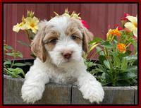 Rosie Gambler 6 wk old 381