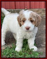 Rosie Gambler 6 wk old 401