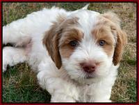 Rosie Gambler 7 wk old 471