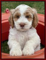 Rosie Gambler 7 wk old 511