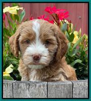 Rosie Gambler 6 wk old 441