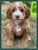 Rosie Gambler 7 wk old 551
