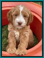 Rosie Gambler 7 wk old 611