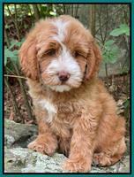 Rosie Gambler 8 wks old 1103321