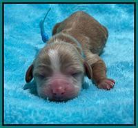 Rosie Gambler newborn pups 221